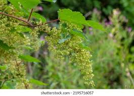 Attēlu rezultāti vaicājumam “Chenopodium acerifolium leaf”