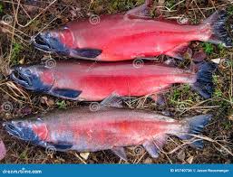 Image result for Oncorhynchus kisutch