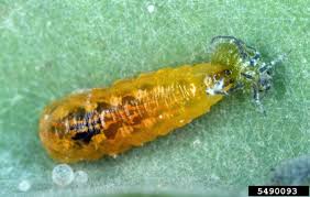 Attēlu rezultāti vaicājumam “Syrphus sp. larva”