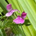 Attēlu rezultāti vaicājumam “Lathyrus latifolius fruit”