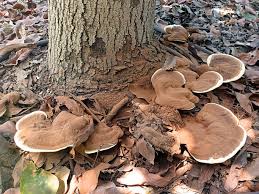 Attēlu rezultāti vaicājumam “Ganoderma applanatum”
