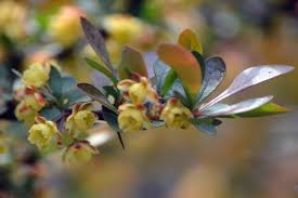 Attēlu rezultāti vaicājumam “Berberis thunbergii flower”