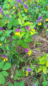 Attēlu rezultāti vaicājumam “Melampyrum nemorosum leaf”