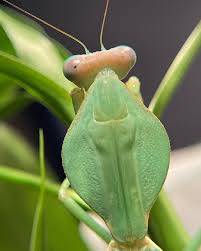 Attēlu rezultāti vaicājumam “Rhabdomiris striatellus imago”