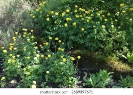 Attēlu rezultāti vaicājumam “Trollius europaeus”