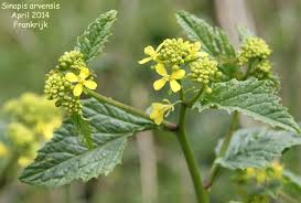 Attēlu rezultāti vaicājumam “Sinapis arvensis”