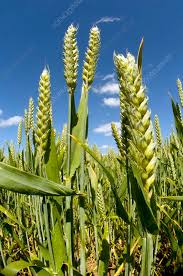 Attēlu rezultāti vaicājumam “Triticum aestivum”