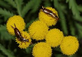 Attēlu rezultāti vaicājumam “Forficula auricularia male”