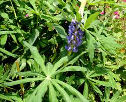 Image result for Lupinus polyphyllus Lindl.