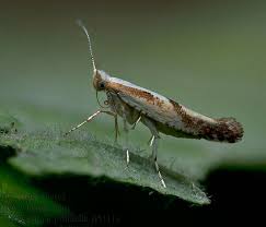 Attēlu rezultāti vaicājumam “Argyresthia pruniella”
