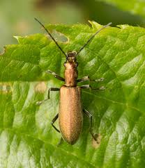 Attēlu rezultāti vaicājumam “Chrysanthia viridissima”