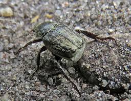 Attēlu rezultāti vaicājumam “Hoplia graminicola”