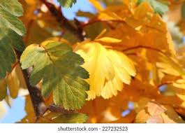 Attēlu rezultāti vaicājumam “Sorbus intermedia leaf”
