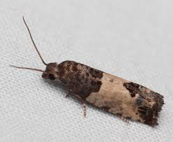 Attēlu rezultāti vaicājumam “Spilonota ocellana”