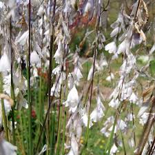 Attēlu rezultāti vaicājumam “Diderma montanum var. album”