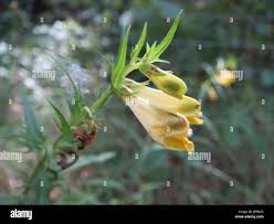 Attēlu rezultāti vaicājumam “Melampyrum pratense leaf”