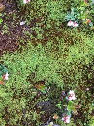 Attēlu rezultāti vaicājumam “Pogonatum dentatum macro”