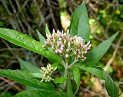 Attēlu rezultāti vaicājumam “Oenothera rubricauli bud”
