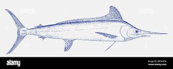 Image result for Kajikia albida