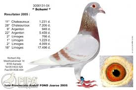 Image result for Abbeyton & Broomfield Racing Pigeons