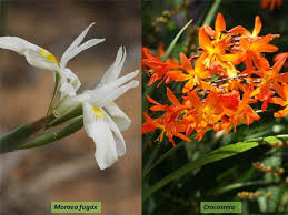 Attēlu rezultāti vaicājumam “Iridaceae”