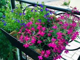 Image result for Lobelien