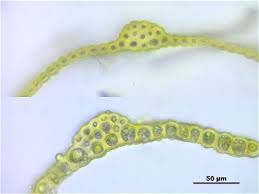 Attēlu rezultāti vaicājumam “Warnstorfia fluitans”