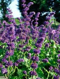 Attēlu rezultāti vaicājumam “Salvia verticillata leaf”