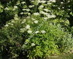 Attēlu rezultāti vaicājumam “Chaerophyllum aromaticum”