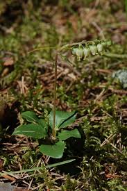 Attēlu rezultāti vaicājumam “Orthilia secunda”