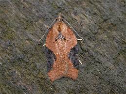 Attēlu rezultāti vaicājumam “Acleris laterana”