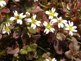 Attēlu rezultāti vaicājumam “Erophila verna flower”