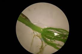 Attēlu rezultāti vaicājumam “Chara contraria”