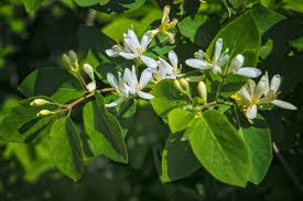 Attēlu rezultāti vaicājumam “Frangula alnus flower”
