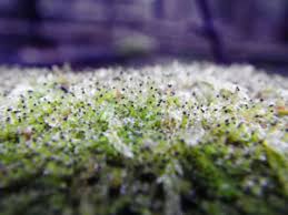 Attēlu rezultāti vaicājumam “Scapania apiculata”