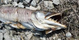 Image result for Esox masquinongy