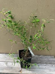 Attēlu rezultāti vaicājumam “Morus alba”