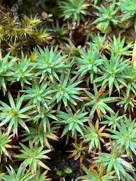 Attēlu rezultāti vaicājumam “Pogonatum urnigerum”