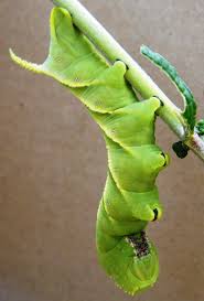 Attēlu rezultāti vaicājumam “Diachea muscorum macro”