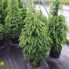 Attēlu rezultāti vaicājumam “Tsuga canadensis”