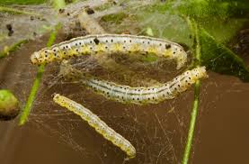 Attēlu rezultāti vaicājumam “Yponomeuta evonymella imago”
