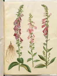 Attēlu rezultāti vaicājumam “Digitalis purpurea”