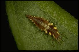 Attēlu rezultāti vaicājumam “Chrysopidae larva”