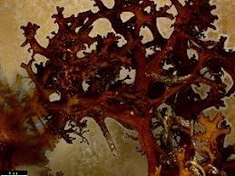 Attēlu rezultāti vaicājumam “Cetraria sepincola”