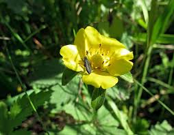 Attēlu rezultāti vaicājumam “xComagaria rosea  flower”
