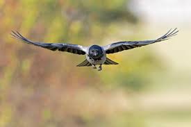 Attēlu rezultāti vaicājumam “Corvus cornix”