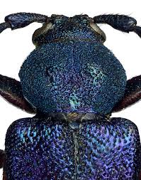 Attēlu rezultāti vaicājumam “Callidium violaceum”