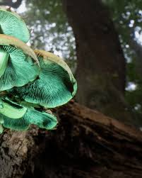 Attēlu rezultāti vaicājumam “Hypholoma sp.”