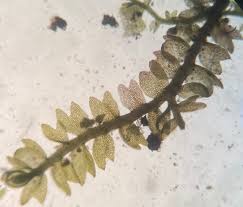 Attēlu rezultāti vaicājumam “Gymnocolea inflata”