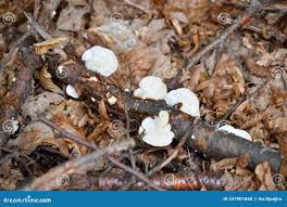 Attēlu rezultāti vaicājumam “Antrodiella”